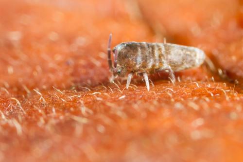 Lepidocyrtus curvicollis